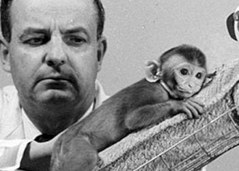 Harry Harlow fez um experimento com o macaco Rhesus para analisar a importância da afetividade