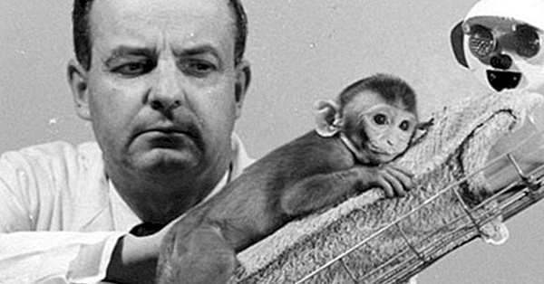 Harry Harlow fez um experimento com o macaco Rhesus para analisar a importância da afetividade