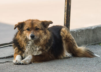 Cães Fotos de banco de imagens por Vecteezy