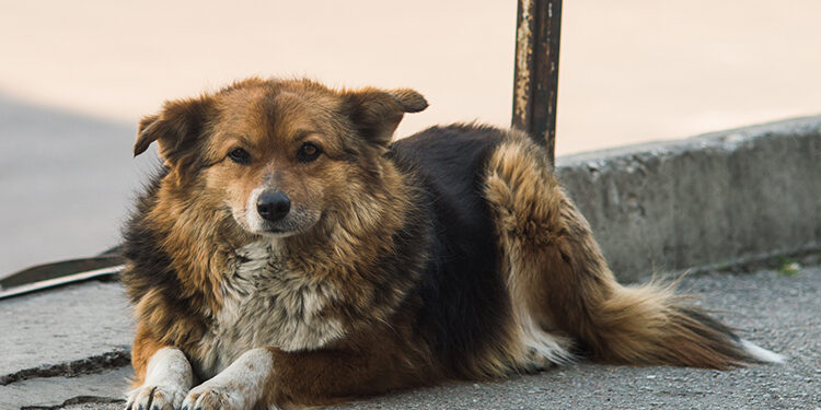 Cães Fotos de banco de imagens por Vecteezy