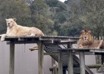 Zoo de Curitiba reabre para visitas a pé na próxima terça.
Foto: Divulgação