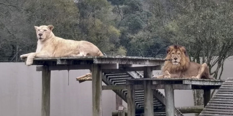 Zoo de Curitiba reabre para visitas a pé na próxima terça.
Foto: Divulgação