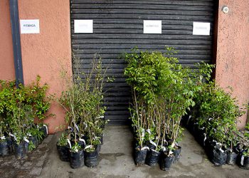 Meio Ambiente distribui mudas gratuitas de árvores nas regionais. 
Foto: Levy Ferreira/SMCS