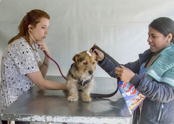 Prefeitura de Curitiba tem vagas para castração de cães e gatos no Tatuquara.
Foto: Levy Ferreira/SMCS