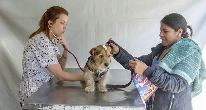 Prefeitura de Curitiba tem vagas para castração de cães e gatos no Tatuquara.
Foto: Levy Ferreira/SMCS