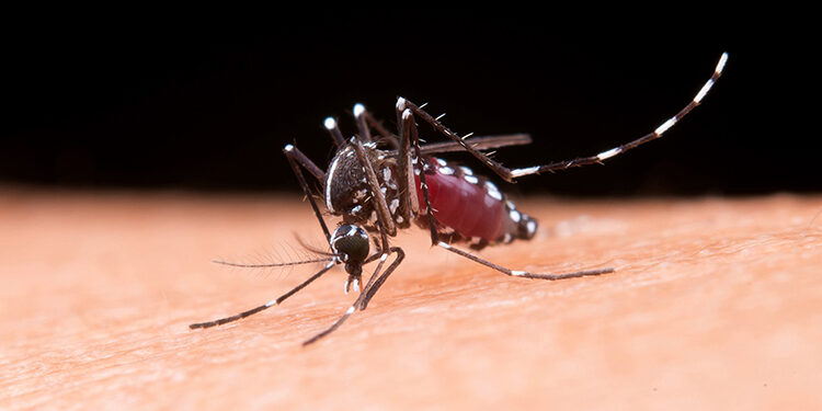 Mosquito macro photography