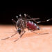 Mosquito macro photography