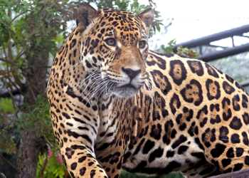 O macho de onça-pintada Tocantins chegou ao Zoológico de Curitiba para o programa de reprodução da espécie. Curitiba, 02/12/2025. Foto: Ricardo Marajó/SECOM