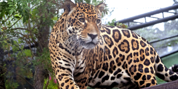 O macho de onça-pintada Tocantins chegou ao Zoológico de Curitiba para o programa de reprodução da espécie. Curitiba, 02/12/2025. Foto: Ricardo Marajó/SECOM