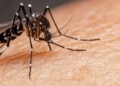 foto do mosquito da dengue na pele humana