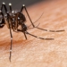foto do mosquito da dengue na pele humana