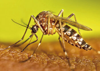 Mosquito com listras claras sobre a pele humana, em fotografia de aproximação