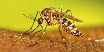Mosquito com listras claras sobre a pele humana, em fotografia de aproximação
