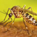 Mosquito com listras claras sobre a pele humana, em fotografia de aproximação